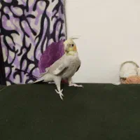 عروس هلندی  نر سخنگو مست اماده