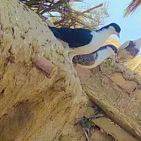 جفت کبوتر  ساده وضد اتیغه معاوضه ای با پرشی|پرنده|کرباسک, |دیوار