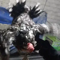 مرغ|حیوانات مزرعه|ساری, |دیوار