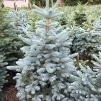 خرید و فروش انواع نهال کاج نوئل ابی ابی اس|خدمات باغبانی و درختکاری|کلاردشت, |دیوار