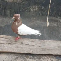 کفتر مژدگانی