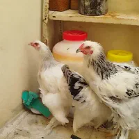 مرغ برهما