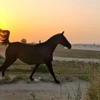 کره ماده ۴ ساله|اسب و تجهیزات اسب‌سواری|فلاورجان, |دیوار