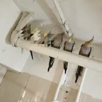 عروس هلندی بالغ دون خور