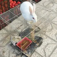 خرگوش
