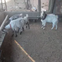 بز پاکستانی جوان|حیوانات مزرعه|کمیجان, |دیوار