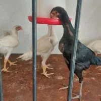 جوجه لاری اوشامو و افغان