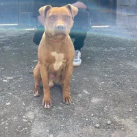 سگ پیتبول تریر|سگ|مشهد, چهارچشمه|دیوار