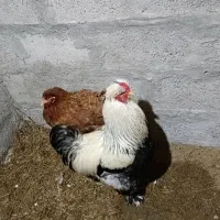 مرغ و خروس پاپر