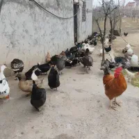 تخم نطفه دار بوقلمون برنز و قو غاز و اردک ومرغ