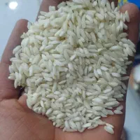 برنج محلی درجه۱