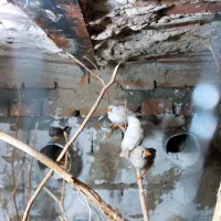 فنچ و مرغ عشق معاوضه