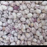 لوبیا چیتی کوشا|عمدهفروشی|الیگودرز, |دیوار