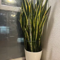 سانسوریا ابلق