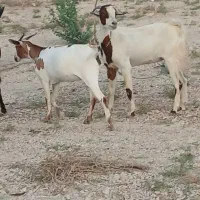 بز'|حیوانات مزرعه|بندر دیر, |دیوار