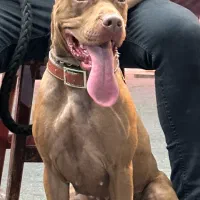 توله پیت بول|سگ|تهران, شارق|دیوار