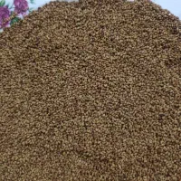 یونجه رنجر آمریکایی ماران همدانی