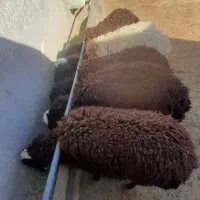 بره چاق