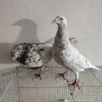 کبوتر سار|پرنده|گرگان, |دیوار