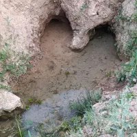 پونه کوهی