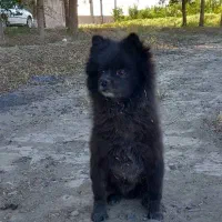 سگ گمشده|سگ|تهران, یافت آباد شمالی|دیوار