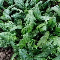 اسفناج محلی