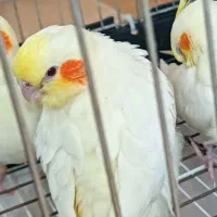 گمشده