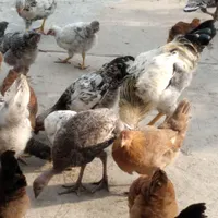 مرغ و خروس محلی . جوجه ۳ماهه