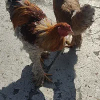 مرغ و خروس برهما|حیوانات مزرعه|شاهینشهر, شهرک گلدیس|دیوار