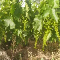 پیوند چند مدل میوه روی یه پایه تخصص من هست|خدمات باغبانی و درختکاری|کوهسار (البرز), |دیوار