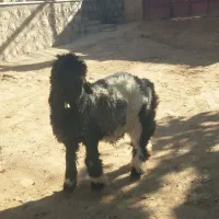 میش  قوچ بره تخمی ترکی اصل|حیوانات مزرعه|کوهرنگ, |دیوار