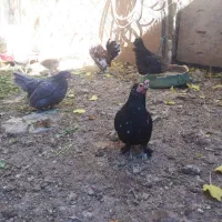 تخم مرغ نطفه دار|حیوانات مزرعه|تهران, دهم فروردین|دیوار