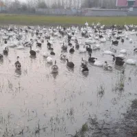 اردک شالیزار چاق و درشت