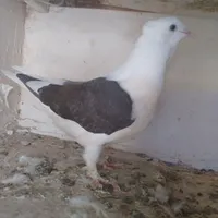 جوجه کبوتر|پرنده|تاکستان, |دیوار