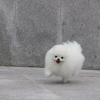 سگ پامرانین خرسی بوفیس (جفتگیری)|سگ|شیراز, گلکوب|دیوار