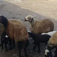 میش و بره|حیوانات مزرعه|سارال, |دیوار