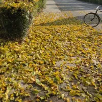 ویلایی