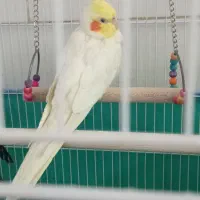 عروس هلندی|پرنده|شیراز, دست خضر|دیوار