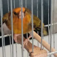 سهره قناری نر سرخ