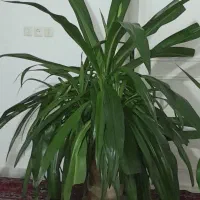 گل موزی بزرگ فروشی