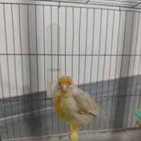 قناری ماده جفت سهره آماده
