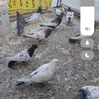 کفتر بهبهونی|پرنده|شیراز, ریاستی|دیوار
