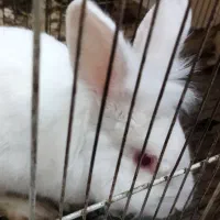 خرگوش سفید (نر)