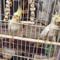 عروس|پرنده|تهران, سبلان (لشگر)|دیوار