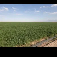 800هکتارزمین-کشاورزی-سندتک-برگ-شش-دانگ