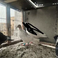 تهرونی  بالا رو، سار دم سفید کاکلی، قعره، کله جوزی|پرنده|مشهد, رضاییه|دیوار