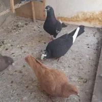 کفتر پرشی وجفتی|پرنده|قزوین, |دیوار