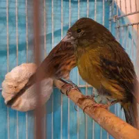 قناری مرغ عشق