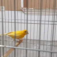 قناری|پرنده|بافق, |دیوار