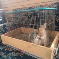 دو عدد خرگوش